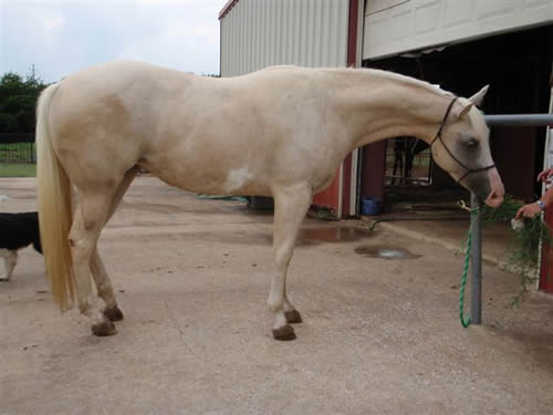 Impressive Gold One - 2007 Palomino Overo Filly by IMPRO